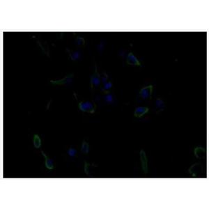 Anti-EGF antibody-表皮生長因子抗體