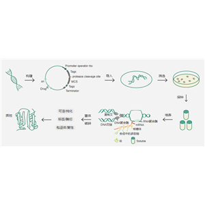 義翹神州提供原核細胞蛋白表達平臺