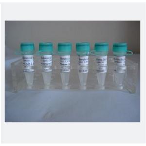 DOC2A蛋白，DOC2A Protein