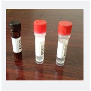 視神經(jīng)細胞相關(guān)蛋白/早老素結(jié)合蛋白，DOCK3 Protein