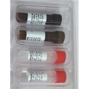 細胞質(zhì)分裂付出蛋白4蛋白，DOCK4 Protein