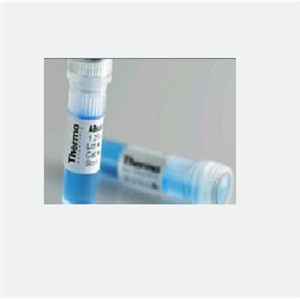 膜二肽酶3蛋白，DPEP3 Protein