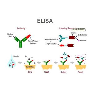 白喉酰胺生物合成樣蛋白2蛋白，DPH2 Protein