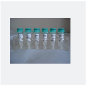 橋粒斑蛋白2蛋白，DP-II Protein