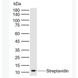 Anti-Streptavidin antibody-鏈酶親和素抗體