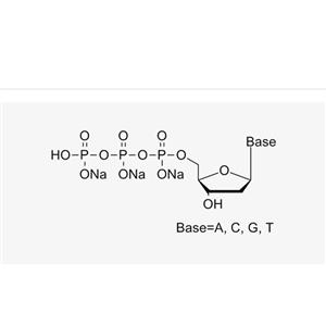 dNTP 10mM Mix(HPLC≥99%)