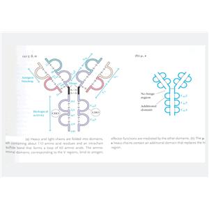 二肽基肽酶6蛋白，DPP6 Protein