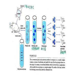 二肽基肽酶9蛋白，DPP9 Protein