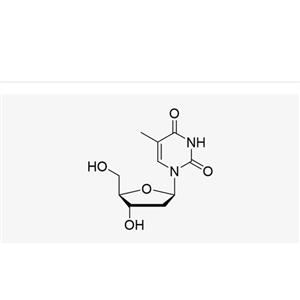 Thymidine (dT)