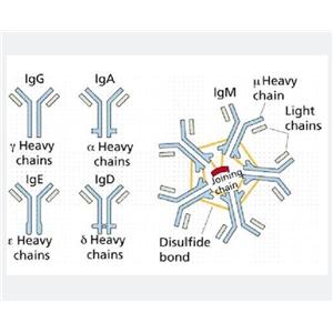 DPY19L3蛋白，DPY19L3 Protein