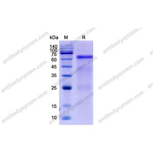 流式抗體：Human GOLM1/GP73 Antibody (SAA0106) FHJ23810