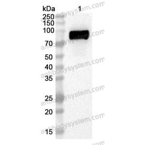 流式抗體：Human CD213a2/IL13RA2 Antibody (47#) FHG85010