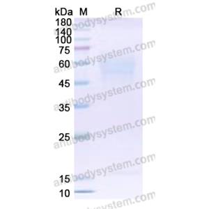 流式抗體：Human CD358/TNFRSF21 Antibody (M53-E04) FHB23210