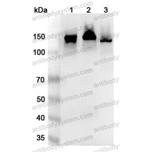 流式抗體：Human CD325/CDH2 Antibody (1H7) FHD31910