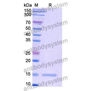 流式抗體：Mouse CD339/JAG1 Antibody (b70) FMF68310