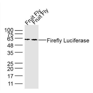 Anti-Firefly Luciferase antibody-熒光素酶單克隆抗體