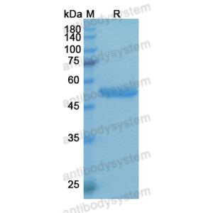 Research Grade Etanercept(DHB94429)