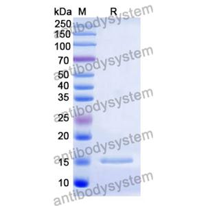 流式抗體：Human CD252/TNFSF4 Antibody (SAA0078) FHD58810