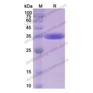 流式抗體：Human CD324/CDH1 Antibody (SAA0269) FHC95220