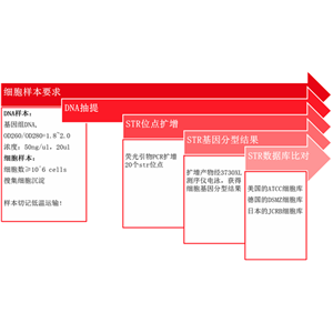 細(xì)胞系STR鑒定