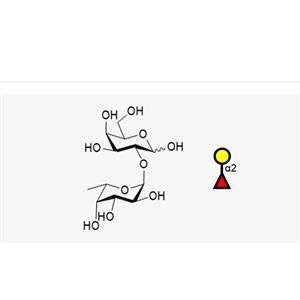 Blood type disaccharide H