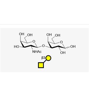 GalNAcb1, 3Gal