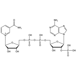 煙酰胺腺嘌呤雙核苷酸磷酸鹽 53-59-8