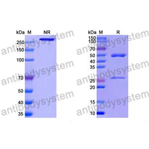 Research Grade Anti-RSV F/Fusion glycoprotein F0 (R4.C6) (DVV02816)