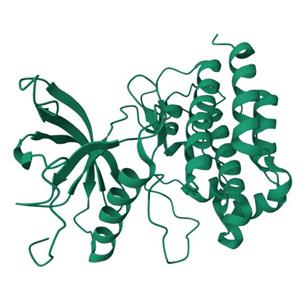 人FGFR1(C584S)蛋白, Tag free, 昆蟲表達(dá)體系