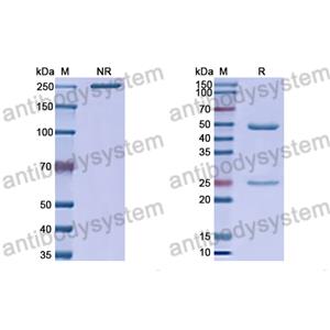 Anti-HRSV-A F/Fusion glycoprotein F0 Antibody (AM22) (RVV02811)