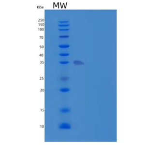 Recombinant Human IA2/PTPRN Protein(Met687-Gln979, N-6His)