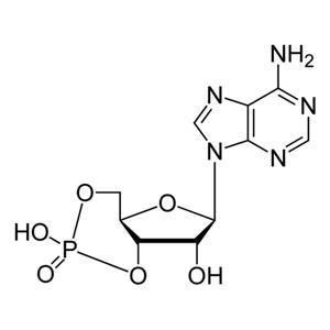 環(huán)磷腺苷