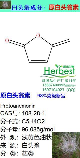 原白頭翁素_副本.jpg