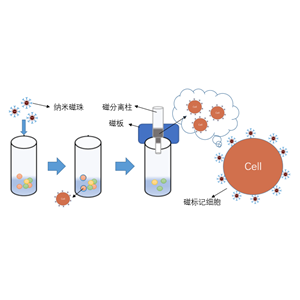  MagBeads?CD4納米磁珠