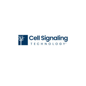 GITR (D5V7P) Rabbit mAb