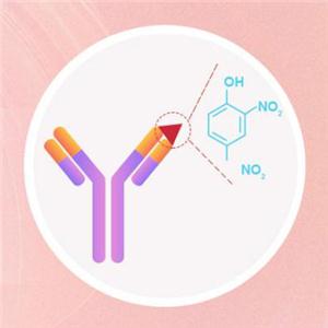 重組抗體表達/生產(chǎn)/定制服務(wù)——ACROBiosystems百普賽斯