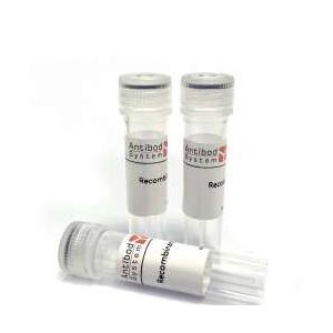 Anti-Romiplostim?Monoclonal?Antibody?(1A431)MHE26002