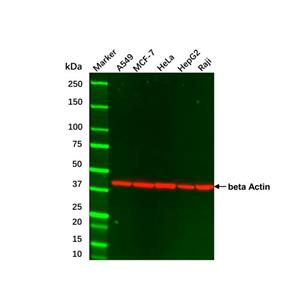 aladdin 阿拉丁 cl155894 HeLa Whole Cell Lysate 200μg, Mycoplasma free