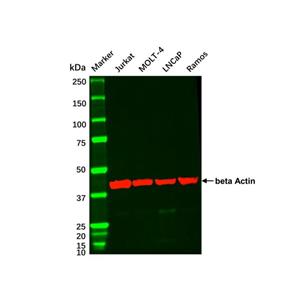 aladdin 阿拉丁 cl155897 Jurkat Whole Cell Lysate 200μg, Mycoplasma free