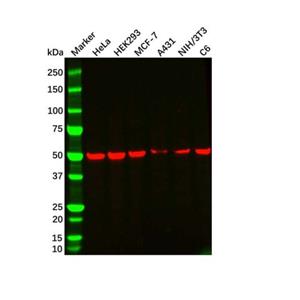 aladdin 阿拉丁 Ab179921 beta Tubulin Mouse mAb mAb (AB01/1E7); Mouse anti Human beta tubulin Antibody; WB, Flow, ELISA; Unconjugated