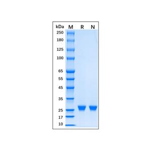 aladdin 阿拉丁 rp156465 Recombinant EN-TEV Protease Protein Carrier free, >98% (SDS-PAGE), Active, E.coli, N-His tag, 2038-2279 aa