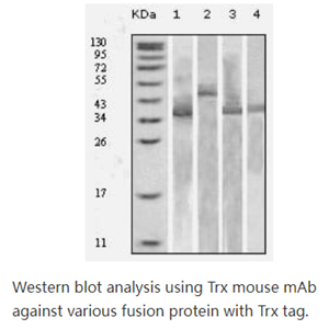 Thioredoxin (TRX)