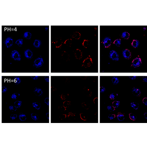 比例型細(xì)胞PH成像探針