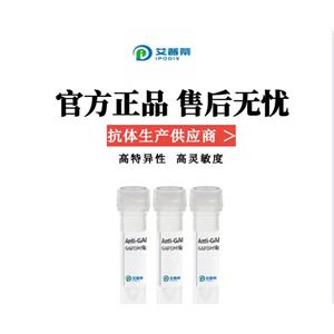 USF1抗體；USF1 antibody 艾普蒂生物        