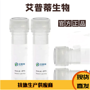 RAB11A抗體；RAB11A  antibody 艾普蒂生物        