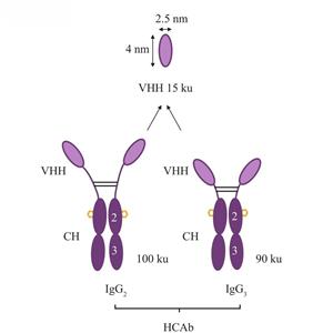 辰輝創(chuàng)聚生物?全流程VHH納米抗體開發(fā)服務(wù)