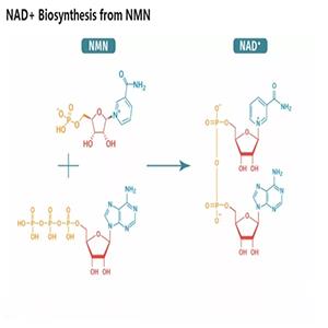 99%NMN粉末顆粒原料食品級(jí)出口 酶法β-煙酰胺單核苷酸 1094-61-7