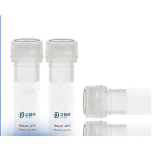 BRAF抗體；BRAF antibody 艾普蒂生物         