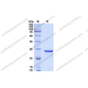 IdeS Protease (IgG specific)免疫球蛋白特異性IdeS蛋白酶