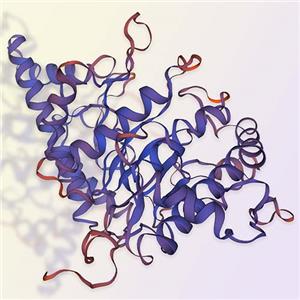 PH20重組蛋白-ACROBiosystems百普賽斯